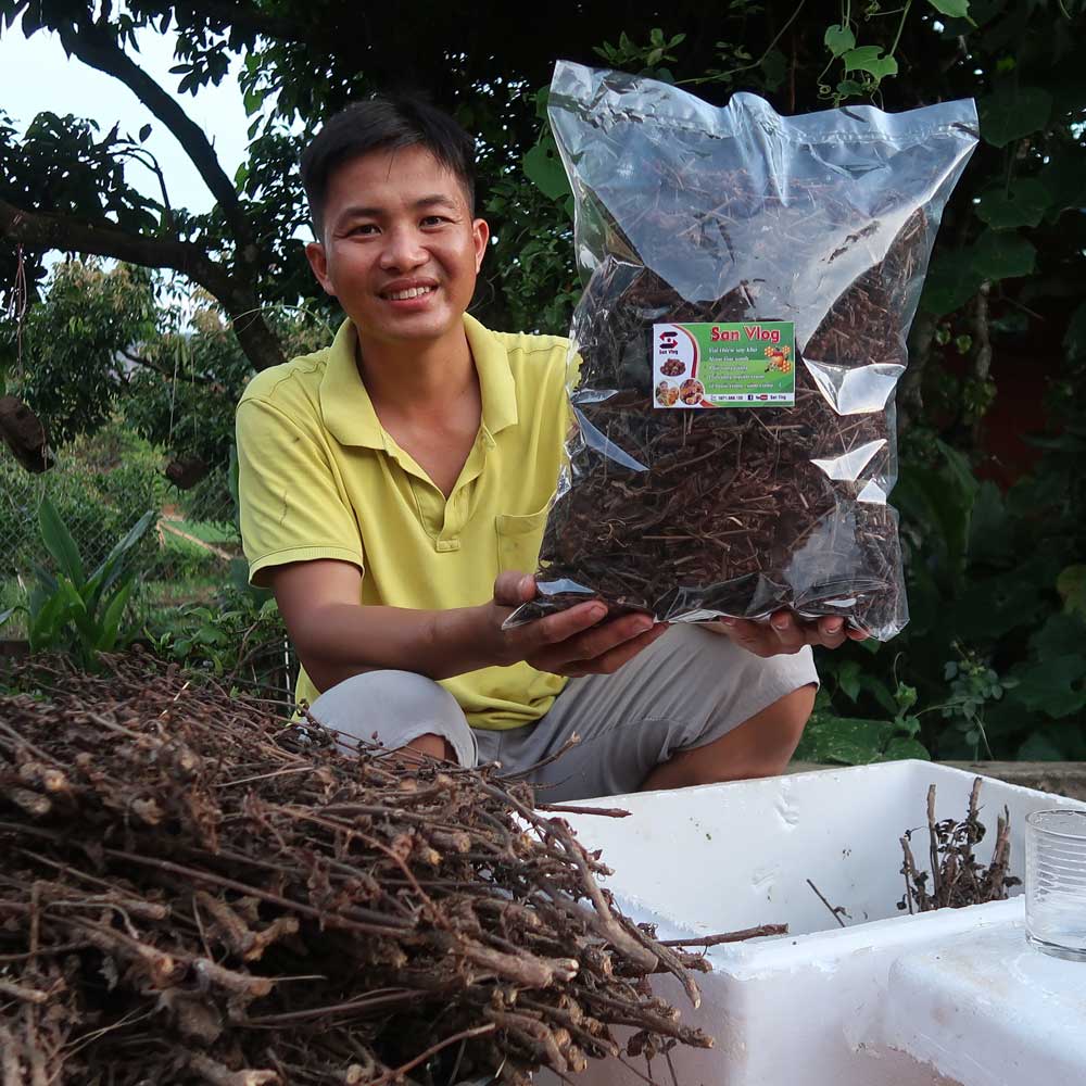 Cây Nhân Trần Rừng