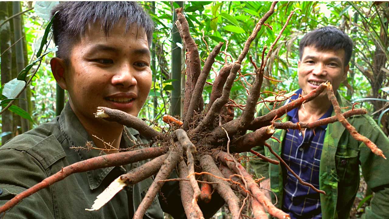 Sâm Cau Đỏ - San Vlog | Đặc sản từ núi rừng